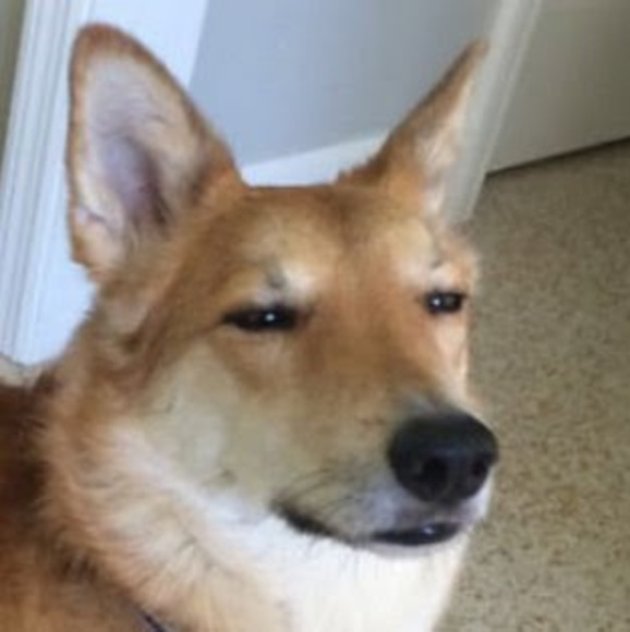 Meet your Posher, Sprine - Picture 1 of 1